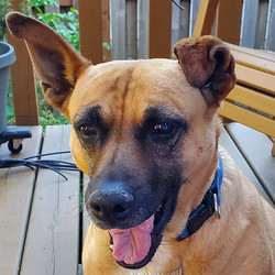 Adopt a dog:Cassie/Mixed Breed/Female/Senior,CASSIE is 9 years old and weighs 45 pounds.

Hi there,
Honestly, if I were a human being (but no thanks to that right now), I would be seeing a therapist at least twice a week. And lest you think, 