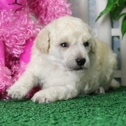 Sally/Poodle/Female/,