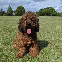 Stunning chocolate cavapoo/Cavapoo/Female/6 months,Winnie is looking for home.
She is
an intelligent playful six month old .
She still needs her training to be on going.
She is house trained.

She does travel well in the car.
She sleeps all night either in her grate or floor next to bed.
She's laid back but as soon as given the chance she wants to play.
Currently I'm walking her at park with her dad most days.
Unfortunately her owner has become to poorly to exercise her
also had to be in isolation .
It is with a heavy heart having to find her a new home.
But she needs to have that special bond with someone who can give her the life she deserves.
She's medium size , young children would be knocked over by her, so children over eight would be fine.
She had a hair cut due to the hot weather.she was very well behaved with the clippers.
Please email me for details

Of the life you have waiting for young dog
Many thanks
Please advise me of the price you would be happy
to pay.