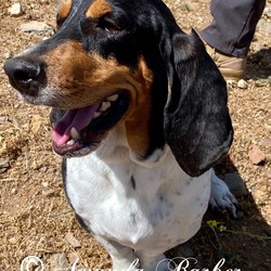 Adopt a dog:Jake/Basset Hound/Male/Young,Jake - adopted out a couple years ago. During this 