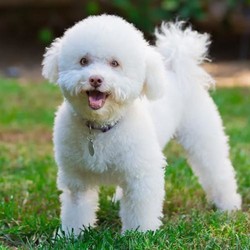 Adopt a dog:Teddy/Bichon Frise/Male/Adult,TEDDY IS NOT AVAILABLE FOR ADOPTION. HE IS A SPECIAL NEEDS PUP WHO NEEDS A FOREVER FOSTER AND SPONSORS

Hi there! My name is Teddy and I am a 7-year-old, 12-pound male bichon frise and I am looking for a special person to be my forever foster. I also need someone to sponsor me so my BROC family can continue to provide for me for the rest of my life. I am a loving, affectionate, sweet boy who loves to cuddle up close to you. I love belly rubs, giving kisses, chasing around the yard, and treats. Lots of treats!

Because I am sometimes fearful, I require lots of patience and love. I will do best with a single forever foster who will give me their undivided attention. I can be with another pup but I would rather be an only. I have had some scary things happen to me so I'm not instantly trusting. It takes me a little more time to accept other people but I'm surrounded by love so I'm learning to trust. I have been here at BROC for quite some time so my Auntie Em knows me well and recognizes my fear as well as my calm curiosity.

Because I require a very special forever foster, I am in need of sponsorship to help cover the cost of annual checkups, and a dental cleaning every six months. I also have a healthy appetite and I require regular grooming so your sponsorship would mean the world to me.
I have had regular annual health exams, I'm microchipped, neutered, and have a complete dental cleaning every six months. If you would like to meet me or sponsor me, please copy and paste the links below.

Sponsor Me: https://bichonrescueoc.org/sponsorship

Foster Application: https://bichonrescueoc.org/foster-application

In the struggle to cope with COVID-19 and its effects on our daily life, it has become necessary to suspend our customary application approval process. Scheduling your 