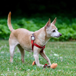 Adopt a dog:Muffy/Chihuahua/Female/Adult,**WE ARE ALWAYS IN NEED OF FOSTER HOMES**  Homeward Bound Dog Rescue is an all volunteer rescue organization and all our dogs and puppies are in foster homes - we are not a shelter and do NOT have a facility where we house our dogs. For adoption information go to: www.homewardbounddogrescue.com.  You must fill out an application online as we do NOT accept applications at our clinics.

Hi, I am Muffy, an 11-year-old Chihuahua. My owner died unexpectedly. Now I am waiting for my special someone to adopt me and take me to my forever home. I am very affectionate and love to give kisses.  I walk well on a leash with another dog my size.  I am playful, energetic and curious about telephone poles and fire hydrants. Children like to pet me – maybe because I am cute and their size. I wag my tail so hard to let them know I am glad to meet them.
 
Our adoption clinics are at our new facility in Schenectady on John Street, directly behind Boulevard Bowl (Erie Boulevard) every Saturday from 10 am to 1 pm (directions are on our website). We require an approved application before we consider anyone for an adoption - so filling out the application is your first step. We do NOT accept applications at our clinics, they MUST be filled out online before coming to our adoption events.  Different dogs and puppies go up for adoption EVERY WEEK so please feel free to visit the site and click on the Petfinder link for updates. Puppies and dogs up to 2 years old are $350. Dogs over 2 years old are $250. 100% of the adoption fees go to help us save more dogs.