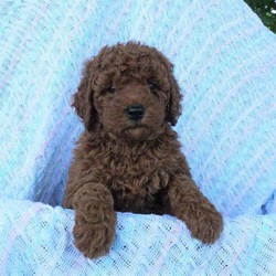 female moyen poodle for sale