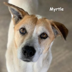 Adopt a dog:Me/Shepherd/Female/Adult,Meet Miss MYRTLE! Available for adoption very soon through One Life To Live Rescue! Myrtle was recently rescued from a high kill shelter in SC and is patiently awaiting her ride to PA.
MYRTLE is a sweet gentle soul??.  She LOVES to explore and sniff around. She is shy at first but, once you give her a chance, she is full of personality. Myrtle was  a little scared at the shelter because it can be an overwhelming place. We feel confident that once she gets into a home of her own she will blossom. Myrtle is great with people and she gets along well with calmer dogs. Young, rambunctious dogs may be a bit too much for her.
Myrtle is already spayed, micro-chipped and current with vaccines. She has recently been treated for heart-worm disease and she is well on the road to a full recovery. Myrtle's suggested adoption donation is $300 to help with the rescue's ongoing vet bills. 
Myrtle is reported to be good with cats but caution should always be exercised when introducing any new dog to resident family pets. Myrtle is 4-5 years old, weighs approximately 45 pounds and is listed as a Shepherd mix. If you would like to give Myrtle the wonderful home that she deserves, please submit the adoption application through the rescue's  website at OneLifeToLiveRescue.com! A rescue volunteer will then be in touch to answer any questions that you might have and to discuss our Foster-to-Adopt program with you. Thank you for considering a sweet, rescued Shepherd Mix!! All suggested safety precautions will be respected with as limited person-to-person contact as allowed. We promise to do our best to keep everyone safe while helping our dogs find loving homes during these trying times.