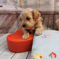 Adopt a dog:Maltipoo F1/Maltipoo//4 weeks, 4 days old ,I have a lovely 100% maltipoo was born.We have 4 beautiful Maltipoo puppies 2 girls 2 boys-apricot light and dark colours
These are true Maltipoos where Mum is the maltese with KC regster and dad is a toy red poodle 11 inch-how it should be as alot are poodles put to maltese

Mum is our family pet girl maltese called Pooly she has a perfect temperament and loves being around my children she is kc registered.
Dad is a handsome red toy poodle 
lives with us he is kc registered and is prcd-PRA hereditary clear

All puppies are being raised in my family home with my children and my dog. Puppies will be handled daily by me and my children 8 and 13 old,so all puppies will be well socialised .
They will come with first injection
Microchipped
Wormed upto date
Deflead as a precautionary measure
And will come with a puppy pack,
Blanket ( mum and siblings scent)
toys,bowls etc...
Puppys will be weaned onto royal cannin dry food for puppy from 4 weeks.
Will be ready for there new homes on or around the 15th of August.

dark apricot boy 3200
light apricot boy 3000 Sold
girls1 3200
girl 2 3000
We are here to help - any questions please call - we will send you more photos and videos
Some pics of her last litter to show you what they will look like
Will require a £300 non refundable holding fee for your chosen puppy i have.