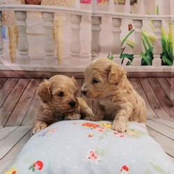 Adopt a dog:Maltipoo F1/Maltipoo//4 weeks, 4 days old ,I have a lovely 100% maltipoo was born.We have 4 beautiful Maltipoo puppies 2 girls 2 boys-apricot light and dark colours
These are true Maltipoos where Mum is the maltese with KC regster and dad is a toy red poodle 11 inch-how it should be as alot are poodles put to maltese

Mum is our family pet girl maltese called Pooly she has a perfect temperament and loves being around my children she is kc registered.
Dad is a handsome red toy poodle 
lives with us he is kc registered and is prcd-PRA hereditary clear

All puppies are being raised in my family home with my children and my dog. Puppies will be handled daily by me and my children 8 and 13 old,so all puppies will be well socialised .
They will come with first injection
Microchipped
Wormed upto date
Deflead as a precautionary measure
And will come with a puppy pack,
Blanket ( mum and siblings scent)
toys,bowls etc...
Puppys will be weaned onto royal cannin dry food for puppy from 4 weeks.
Will be ready for there new homes on or around the 15th of August.

dark apricot boy 3200
light apricot boy 3000 Sold
girls1 3200
girl 2 3000
We are here to help - any questions please call - we will send you more photos and videos
Some pics of her last litter to show you what they will look like
Will require a £300 non refundable holding fee for your chosen puppy i have.