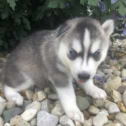 Tonya/Siberian Husky/Female/,“On a scale of 1 to 10, my cuteness is an 11. The family I have now tells me that I am a true cutie and any family would be lucky to have me. But truthfully, I'd be lucky to have a family to love me and I sure hope that it is you I'm. a simple pup. I like to play, run around, take a nap or two, and a puppy treat every now and then would sure be great. I am vet check from head to tail so I am healthy and ready to go. I have packed my bags and I am ready to venture off to my new family as soon as possible.”