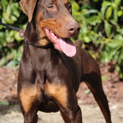 Adopt a dog:Sensei/Doberman Pinscher/Male/Adult,Cute right? This adorable guy is Sensei and he is finally ready to start the search for a forever home. Ironically enough, Sensei actually needs a sensei or in another words...a teacher. We aren't sure he has a lick of training but we know an experienced and calm owner could do wonders with him. He has mellowed a lot in the last few weeks, a far cry from the emaciated wild child that showed up from the animal shelter. Honestly, he was tough to handle and all over the place at first but he has settled in and become a willing student. We aren't sure if he has any doggie social skills yet but we do know he has some reactivity on leash (common in our breed) so he will need a little work in order to go for walks in the neighborhood. He won't be the right addition for a lot of people but for the right home, Sensei could be an amazing companion. Affectionate, smart and perfect for people who love to be active...absolutely full of potential.