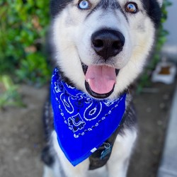 Adopt a dog:Balto/Husky/Male/Young,Meet Balto! Balto is an active dog who is perfect for adventures, like walks and runs. An adventure that he loves is a visit to the snow! Balto does well with children, other dogs, and family cats. Balto is a houdini like most huskies. If interest in Balto please fill out our adoption application on our website petrescuesolutions.org