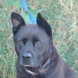 Adopt a dog:George/Shepherd/Male/Senior,This is our George, who is a smaller Shepherd/Akida, about 10 years old, and weighing about 48 pounds.  He is good with people, kids, and cats and he gets along with our dogs.  George was on the streets for a couple of months before he was rescued.  A nice lady was  feeding him and giving him water but she couldn't take him in because of her alpha female.  He became very attached to her and he was protective of her.  

Seeking home without school-aged children.  George is housebroken with a doggy door, he loves to go for walks and car rides, and he loves to be inside with you, well behaved and house trained, and a loving protector.  George is neutered, vaccinated, dewormed, fecal test done, and microchipped.  To learn more about George, please contact: theanimalsleftbehind@socal.rr.com  (Also our Paypal donation/sponsorship email address).