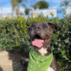 Adopt a dog:Brody/Mastiff/Male/Adult,Meet Brody,

He was abandoned at a veterinary animal hospital. He does great with people but does not do well with smaller dogs. He knows basic commands and is potty trained. He does great on the leash. If interested please fill out an adoption application.