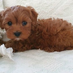 Ruby red Cavoodle puppys/Poodle (Toy)//Younger Than Six Months,Darling sweet and the most adorable colours!8 weeks old and ready for their new families.Males and females availableFirst Vaccination completeMicrochippedFlea and wormed and heartworm treatment up to datePuppy pack to start you off with your sweet new babe.Interstate transport may be able to be arrged depending on location.Good with children and other dogs. A perfect addition for your family or as a companion or therapy dog.Rpba 205991003000437107991003000437018991003000437019991003000437015991003000437074