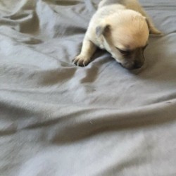 Chihuahua /Chihuahua (Smooth Coat)//Younger Than Six Months,Pup was born on 9/7/2020only 1 boy leftDad is Chihuahua cross pugMum is chihuahua cross papillonThese breed are very royal andmake great watch dogPuppies come with microchiped,Vaccinated and vet checkedBIN0000651074142RPBA Breeder Number 1514Please call or text on my mobile onlyI won’t reply on gumtree messagesThere is someone keep annoying me on gumtree messages.