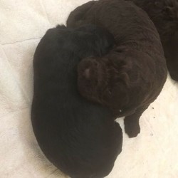 Adopt a dog:Labradoodle Puppies (F1)/Other/Male/Female/Younger Than Six Months,F1 Labradoodle PuppiesParents are treasured pets with beautiful temperaments.Sire (Father): 'Teddy' Miniature Red Poodle, Weight 7kgs, DNA TestedDam (Mother): 'Bindi' Purebred Chocolate LabradorTeddy is intelligent, adores cuddles and is very gentle. Bindi shares these attributes and loves the water.Puppies available:1 x Black Female1 x Black Male1 x Chocolate FemalePuppies will be vet checked, wormed, vaccinated, and microchipped. RPBA membership number 1352.Viewings of the puppies will begin after the puppies are 6 weeks old to maintain mother and puppies biosecruity safety. Puppies will be ready for their forever homes after they are 8 weeks old.If you would like to ask any questions please call on ******** 575. REVEAL_DETAILS Please NO TEXT MESSAGESLocated near Newcastle NSW.Dam's microchip 900079000551705, puppies microchip numbers will be posted when available.