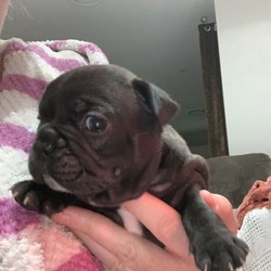 Adopt a dog:French bulldog puppies/French Bulldog/Male/Female/Younger Than Six Months,We have two gorgeous puppies availableFawn female and black brindle male.Dad is red fawnMum is black brindleThey are 3 weeks old now and will be ready to go to new home on the 29th of August.Priced from $5500They will have vet health check before they leave, also microchipped, vaccinated, wormed.These little guys will be registered with MDBA Kennels and come with pedigree papersThere has been so much love poured into these beautiful pups, we want them to go to the best home where they will be very much loved and adored.