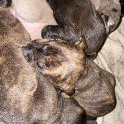 Adopt a dog:1 Great Dane x puppy/Great Dane//Younger Than Six Months,1 brindle female Great Dane x puppy for sale.( NOT dog poo in the photos it’s food )Mum - Great Dane x bull ArabDad - ridgeback xBorn - 10th JulyReady to go - 10th DecemberWill come wormed, flea , microchipped and vaccinated.She’s a gorgeous pup looking for her forever home!