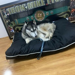 Beautiful Trained husky dog /Siberian Husky//Older Than Six Months,- Toilet trained- Quiet- Well behaved- Gets along with kids- Microchipped- Vaccines up to date- Happy to send more pics or visit before buy- includes bed, bed sheet, toys, leash, water bowl food bowl, and car seat belt.- Open to negotiation