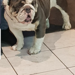 British bulldog puppy/British Bulldog//Younger Than Six Months,Maximus bulldogs have 1 male availableBlue tri piedReady 3 weeks time at 8 weeks no earlierPuppy will comeVaccinationMicrochipVet checks6 weeks health insurancePapersBreeder supportAll our puppies are raised in a home environment and well socialised with children dogs cats and on a farmWe are registered breeders with mdbaPlease read post price is on it we are located at mudgee nswViewing can be arrangedPlease ask hubby wife mum dad realestate first and if add is on here puppy is still availableHe is the last of 5Mdba 12926