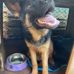 SOLD PENDING - Purebred German Shepherd - 9 Months Old /German Shepherd Dog//Older Than Six Months,Extremely regretful sale. He won’t just be going to anyone - he is to go to a good home only.Diesel is my 9 month old (04/11/2019) purebred German shepherd.I’ve owned Diesel for 3 months and due to circumstances out of my hands I need to re home him. I’m in no rush, so I’m making sure he’s going to the right family.Diesel gets along excellent with dogs and loves the beach! He loves people, kids and attention, although he would be better suited to a family with no young children as he is going through his adolescence phase and is nipping and is playing a bit rough. Although if trained correctly and is shown who is dominant he is a very loyal dog and will protect at all costs. Diesel would benefit from having a doggo companion as when he gets bored he likes to bark. Diesel is starting to find his deep bark and he loves to test it out when there’s moths flying around or he finds a lizard.Diesel doesn’t have an aggressive bone in his body and he runs from small dogs if they try bite him.When I bought him he had never been walked on a leash, although I’ve managed to get him use to it and he loves walks (he tries to be cheeky and walk himself.)Diesel currently weighs approximately 33kg and I feed him twice a day.He is up to date with his vaccinations, he is microchipped and he gets Nexgard Spectra every month.He would be an excellent guard dog and will let you know if there are people around that he doesn’t know.He would be better suited on a property or a home with a large backyard with plenty of space for him to lounge around and hang out.He is a very loyal companion and would love to sleep inside, although he doesn’t mind sleeping outside.Diesel would benefit extremely well if you invest time into his training. He is an extremely smart dog and learns new things quite quickly. He learnt how to sit in less than an hour.As stated above, I am in no rush to sell him, so give me a message and we can go from there.$1500.00 - slightly negotiable to the right family.Diesel is located on the Mid North Coast, although I am willing to travel with him. Please note I am not taking offers for him. He is $1500, if I feel like he’s going to the best person possible I will set the price.No I won’t take your $700, $750, $800 offer. He’s well worth his money and cheap for his breed. 