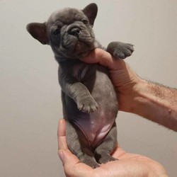 Adopt a dog:French bulldog puppies call Alen on ******** 599/French Bulldog/Male/Female/Younger Than Six Months,French bulldog pup 4 mnths old.. for sale ......please contact Alen on ******** 599 ...MDBA 19022 REVEAL_DETAILS 