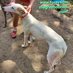 Adopt a dog:ROLLER COASTER/Greyhound/Female/Adult,Children 8 and above for all of our dogs, no exceptions. 
Application to adopt located on our website www.foreverhomegreyhounds.com

ROLLER COASTER, was born December 21, 2016. She's almost 4 now. 
She's a really sweet gal and is looking for a home of her own with a spot on the couch for her