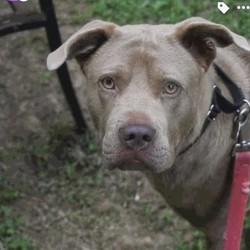 Adopt a dog:Wilma/Weimaraner/Female/Young,3 year old Wilma is a chill chill girl. She lives in our doggy daycare but you can find her off napping in the sun most of the day. She is may be large in size but is the perfect companion for anyone looking for a casual low-key dog. She does enjoy her daily walks outside. 

To adopt contact Lisa: 914-469-6605
