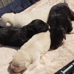 Labrakitas/Labrador cross Akita/Mixed Litter/2 weeks,Stunning labrakitas (labrador cross akita) puppies for sale. Both male and female puppies available. Can be viewed with both mother and father who are both family pets who have excellent temperaments with people of all ages and other animals. The puppies will be well socialised and wormed to date. 
£250 deposit secures (non refundable)