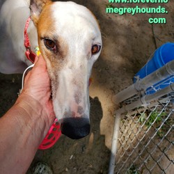 Adopt a dog:ROLLER COASTER/Greyhound/Female/Adult,Children 8 and above for all of our dogs, no exceptions. 
Application to adopt located on our website www.foreverhomegreyhounds.com

ROLLER COASTER, was born December 21, 2016. She's almost 4 now. 
She's a really sweet gal and is looking for a home of her own with a spot on the couch for her