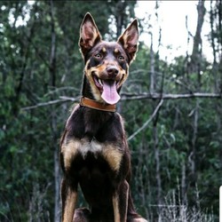 Adopt a dog:Kelpie Female, very smart dog./Australian Kelpie//Older Than Six Months,Registered Purebred Kelpie FemaleNearly 2 yrs oldShe has been desexed.Very smartExtremely loyalHas been a family pet would need training to be used as working dog.We understand the difficulty trying to meet her at the moment with the covid situation we are happy to send her on pet transport.