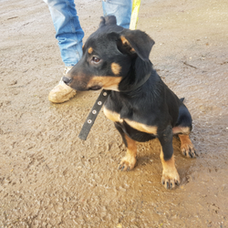 Adopt a dog:Female Kelpie pup/Australian Kelpie//Younger Than Six Months,Working bred Kelpie pup$500 plus $90 vet check, micro chip and vaccinationPup showing very keen interest and excellent working instincts.Text for more information or photo