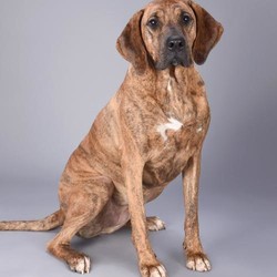 Adopt a dog:Wendy/Plott Hound/Female/Adult,5 year old female, Plott Hound mix

DOB: approx 3/2015

Brindle short smooth coat with small patch of white on chest, long tail Beautiful face with black muzzle and extra-large long floppy ears From Ohio , picked up with her sister as a stray on September 15, 2015 Weight: 85 lbs. Very sweet, extremely friendly personality and loves attention. http://www.akc.org/dog-breeds/plott/

Prefer a home that she is the only dog (dog selective)--loves a lot of humane attention.

Will need a Secured fenced yard.

Obedience training will be required for this smart loyal girl. 8/20/20 10:13 PM