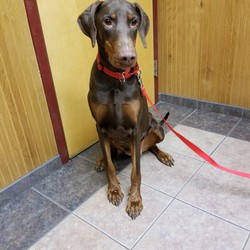 Adopt a dog:Jessie/Doberman Pinscher/Female/Adult,Please click our link to download our adoption application if you are interested in giving Jessie her 