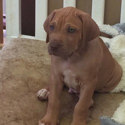 Neapolitan mastiff x bullarab pups/Neapolitan Mastiff/Male/Female/Younger Than Six Months,Beautiful natured neo x bullarab puppiesReady to go to there forever Homes todayPlease let me know if u are interested in male or female and I will send photosMicrochipVaccVet checked