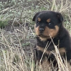 Rottweiler pup/Rottweiler//Younger Than Six Months,Purebred Rottweiler bitch. 8 weeks old 30/08/20. Full vet check, 1st vaccinations, wormed fortnightly, microchipped. Parents available to view-have DNA and Genetic Report. Ready to go to her forever home. BIN0007888806346. Call Paul ******** 585 Dalby QLD REVEAL_DETAILS 