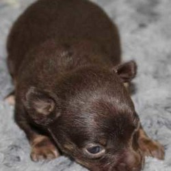 Bruno/Chihuahua/Male/,Hi, I'm Bruno! It's very nice to meet you. I'm a very outgoing puppy and I'm looking for a family where I would fit in! If you think you could be that family, then hurry up and pick me. I will be up to date on my vaccinations before coming home to you, so we can play as soon as I get there. I'm very excited about meeting my new family, so please don't make me wait too long!