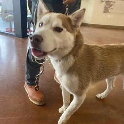 Adopt a dog:Duke/Husky/Male/Adult,Hi! My name is Duke and I am at North Campus. I am a 2-year-old male Alaskan Husky who is eager for a new home!I am outgoing, friendly and full of life! I enjoy being with people, going outside and all the activities.My ideal home would be will be with an active family who would not mind my rambunctious bubbly personality. I am a husky after all, so if you know anything about my breed we are in a whole other category of dog. Huskies are known to explore, enjoy the elements like dirt and water and we are excellent singers! I am not extremely into all those things but sometimes I like to indulge in my natural Husky instincts. You would love to add me to your family if you are looking for a lively dog. I can see us going on adventures! We can take trips to the snow, play in the ocean, going on car rides; I am down for anything! We are currently offering adoptions by appointment only, so if you are interested in adopting me, email adoptme@sbhumanesociety.org to make an appointment today!When you take your new pet home, he or she will have been spayed/neutered, up to date on vaccinations, provided with a permanent microchip identification, a certificate for a free veterinary exam, and an incentive for pet insurance. Our partners at Purina brand dog and cat food also provide food to get you home. We do offer transfer between campuses if an animal you are interested in is at the location not nearest to you. Our adoption fees help support our community programs and the next animal who needs our help!