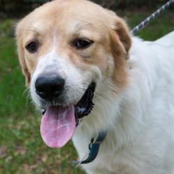 Adopt a dog:Aleski/Great Pyrenees/Male/Young,Aleski is a 1 year old, handsome, young, hefty boy at 104#. Aleski is friendly when meeting new people and likes kids. He gets along with most dogs after a slow proper introduction. He needs an active family that goes on long walks, hikes or jogs and a large fenced yard for daily exercise and play. He could be your best buddy and wonderful companion to your resident dog. He is crate trained, house trained and is working on walking on a leash nicely. He would do best in a home with no children. With the right family he can be an only dog. He has had some basic training but would benefit from more. He needs a strong leader in his family that can set boundaries with kindness and patience. Aleski has the potential of becoming a well-mannered, devoted and loving family companion. If you have room in your heart and home, Aleski would love to meet you. Please complete an application to get things started.

All dogs and puppies require VISIBLE fencing

Adoption Fee: $275

Aleski is located in Texas and can be transported to the Northwest.

Every GPRS dog is fully vetted (current on shots and has been spayed/neutered).

Adoption applications can be found on our website at
https://www.greatpyreneesrescuesociety.org/

Northwest adopters pay the cost of transport to independent transport service ($200)

ADOPTION, FOSTERING, AND DONATIONS are just some of the ways you can help a rescued dog. We have worked hard to cultivate a large network of volunteers to save this majestic breed. While monetary donations are always much appreciated, you can also help by donating your time as a GPRS foster or volunteer!