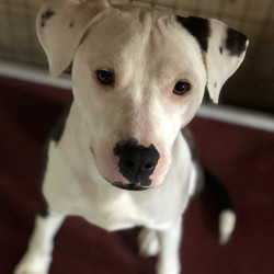 Adopt a dog:Harris/Pit Bull Terrier/Male/Baby,yr Pit/Dalmatian mix, 50lbs. Came into the shelter as an older puppy, was not able to be leashed. Does an alligator roll when leashed. Needs leash training with time and patience. Will tolerate collars and harness as long as they are not connected to a leash. He is very loving with people and kids. He needs time to not be scared of the situation he is in. If someone had a fenced in yard where he could just go in and out of the house until he learns to accept a leash that would be great!