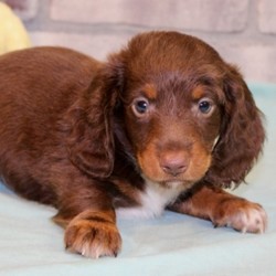 Everitt/Dachshund/Male/,“Hi, my name is Everitt. I am so anxious to meet my new forever family. Could that be with you? I sure hope so. I am a gorgeous puppy with a personality to match. I am also up to date on my vaccinations and vet checked from head to tail, so when you see me I will be as healthy as can be. I will be the best friend you’ve dreamed of. I promise you won’t regret it. I will love you, kiss you, and teach you to play so be sure to choose me today!”