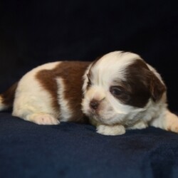 Beau/Shih Tzu/Male/,Hi there! My name is Beau. I have just met you, and I love you. My current family has raised me to be the most amazing little puppy you will ever meet. I love to play, take naps, and give kisses. I am a great puppy and will come home to you up to date on my vaccinations and vet checks. I am in search for stuffed animals and toys; will you help me find them? I love to play with everyone. Will you be my new family?