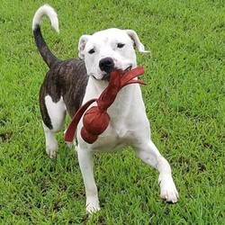 Adopt a dog:Me/Pit Bull Terrier/Male/Adult,Dash is a 3 year old, 48lb, brindle/white Bully Mix. He is located in Danville, VA and transport can be arranged to the right match. Dash is house and crate trained and a total lovebug to humans. Dash is looking for a home where he could be the one and only fur ball. He will require the following in order to adopt him. A fenced in yard. A family committed to continuing his training in obedience/social skills. No children under the age of 13 years. We will require a vet and home check before he is adopted. Our adoption fee for dogs in Virginia is $400.00 to cover the cost of having them transported here from Louisianan.

Hail Mary Rescue doesn't just have Southern Dogs. We have CAJUN Southern Dogs!! The most Smartest, Strong Hearted, 