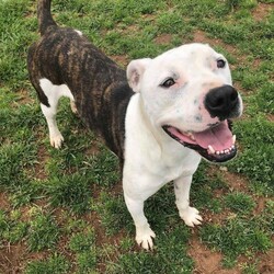 Adopt a dog:Me/Pit Bull Terrier/Male/Adult,Dash is a 3 year old, 48lb, brindle/white Bully Mix. He is located in Danville, VA and transport can be arranged to the right match. Dash is house and crate trained and a total lovebug to humans. Dash is looking for a home where he could be the one and only fur ball. He will require the following in order to adopt him. A fenced in yard. A family committed to continuing his training in obedience/social skills. No children under the age of 13 years. We will require a vet and home check before he is adopted. Our adoption fee for dogs in Virginia is $400.00 to cover the cost of having them transported here from Louisianan.

Hail Mary Rescue doesn't just have Southern Dogs. We have CAJUN Southern Dogs!! The most Smartest, Strong Hearted, 