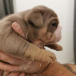 english bulldogs kc registered///4 weeks,we have been blessed with 2 blue and tan girls and 3 lilac and tan boys.

they are currently 4 weeks old and ready to fly the nest on the 18th of october we would prefer you to come and view puppies so we can meet each prior to purchasing one of our fur babies 

mum can be seen with pups she is our family pet and puppies raised in family home.

they will have all the basic requirements
vet checked 
wormed 
microchipped 
1 girl sold 1 boy sold 
kc registered 
first vaccinations
