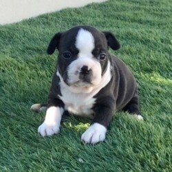 Bracken/Boston Terrier/Female/,Hi, I'm Bracken! It's very nice to meet you. I am a very outgoing puppy that is looking for a family where I would fit in! If you think you could be that family, then hurry up and pick me. I will be up to date on my vaccinations before coming home to you, so we can play as soon as I get there. I'm very excited about meeting my new family, so please don't make me wait too long!