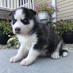 Zellar/Siberian Husky/Male/ Zellar/Siberian Husky/Male/,This is Zellar! He loves to play and run around all day. He is a little ball of fire! Zellar will be a very loyal companion to his new forever family and will come home to you up to date on vaccinations and a full head to tail vet check. He hopes you love to cuddle and take a nap after a long day of fun. Zellar will be well socialized. Don
