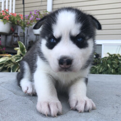 Zellar/Siberian Husky/Male/ Zellar/Siberian Husky/Male/,This is Zellar! He loves to play and run around all day. He is a little ball of fire! Zellar will be a very loyal companion to his new forever family and will come home to you up to date on vaccinations and a full head to tail vet check. He hopes you love to cuddle and take a nap after a long day of fun. Zellar will be well socialized. Don