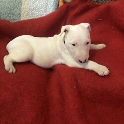 Adopt a dog:Roman Nose Bull Terrier Pup/Bull Terrier//Younger Than Six Months,Available now my bull terrier pup female pure bredI purchased her from a registered breeder but due to a change in my circumstances I am unable to keep herPlease call or text ******0753 REVEAL_DETAILS No papersShe is the perfect little bull terrierFull vet health check report also supplied