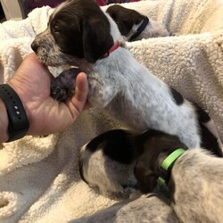 GERMANY WIRED HAIRED POINTER PUPPIES/German wirehaired pointer/Mixed Litter/8 weeks,WE HAVE A LITTER OF 7 STUNNING WIRED HAIRED POINTER PUPPIES IN A VARIETY OF COLOURS
(2 bitches), (5 Boys )
PUPS WILL COME WORMED/FLEAD ,MICROCHIPPED,1ST VACATION,VET CHECKED PUPPY PACK INCLUDING SCENT BLANKET, FOOD,TREATS,TOYS, INFO PACK Ect.
THEY WILL MAKE EXCELLENT FAMILY PETS HAVING BEEN RAISED AND REARED IN A FAMILY ATMOSPHERE, THEY ARE EXPOSED TO VARIETY OF SOUNDS AND SMELLS TO TRY AND ENSURE THEY WILL SETTLE INTO ANY NEW HOME. OUR PUPPIES WILL BE A DELIGHT TO OWN AND WILL FAST BECOME A TREASURED AND VALUED MEMBER OF YOUR FAMILY,THEY ARE READY SOON, IF YOU WISH TO VIEW AND RESERVE A PUPPY OF YOUR CHOICE DO NOT DELAY IN GETTING IN TOUCH.OUR PUPPIES WILL MAKE THE IDEAL WORKING OR FAMILY PET .FEEL FREE TO CALL OR EMAIL IF YOU WOULD LIKE TO COME AND VIEW OUR PUPS.