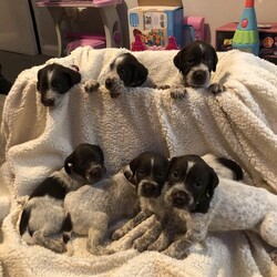 GERMANY WIRED HAIRED POINTER PUPPIES/German wirehaired pointer/Mixed Litter/8 weeks,WE HAVE A LITTER OF 7 STUNNING WIRED HAIRED POINTER PUPPIES IN A VARIETY OF COLOURS
(2 bitches), (5 Boys )
PUPS WILL COME WORMED/FLEAD ,MICROCHIPPED,1ST VACATION,VET CHECKED PUPPY PACK INCLUDING SCENT BLANKET, FOOD,TREATS,TOYS, INFO PACK Ect.
THEY WILL MAKE EXCELLENT FAMILY PETS HAVING BEEN RAISED AND REARED IN A FAMILY ATMOSPHERE, THEY ARE EXPOSED TO VARIETY OF SOUNDS AND SMELLS TO TRY AND ENSURE THEY WILL SETTLE INTO ANY NEW HOME. OUR PUPPIES WILL BE A DELIGHT TO OWN AND WILL FAST BECOME A TREASURED AND VALUED MEMBER OF YOUR FAMILY,THEY ARE READY SOON, IF YOU WISH TO VIEW AND RESERVE A PUPPY OF YOUR CHOICE DO NOT DELAY IN GETTING IN TOUCH.OUR PUPPIES WILL MAKE THE IDEAL WORKING OR FAMILY PET .FEEL FREE TO CALL OR EMAIL IF YOU WOULD LIKE TO COME AND VIEW OUR PUPS.