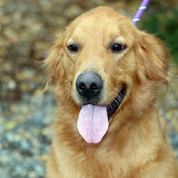 Adopt a dog:TROOPER/Golden Retriever/Male/Adult,Please go to www.yvpr.org/adoptions for more information and to complete an adoption application. 
 
Trooper is a very handsome Golden Retriever. He is 3 years old, 71 lb and standing 23 inches. Trooper is very friendly to all humans. He loves to play and enjoys attention.  He would do fine with older children; he is young and strong and would knock smaller ones down not meaning any harm. Trooper gets along well with cats. He loves other dogs and would do wonderfully with dogs around his size who would like his energetic playing.  Trooper hasn't had much training and has been mostly kept outside,  so he isn't house trained. He is crate trained. He would be an awesome  family dog with a little work on obedience and manners.  He would do best with active adopters who will bring him along for adventures. A little patient training will make this handsome, intelligent and loving dog a loyal and fun member of the family. Please apply at yvpr.org/adoptions to adopt Trooper!


An application must be filled out and accepted before a meet can be set up. If accepted, you will hear from us within 72 hours. You will have the opportunity to ask questions before you meet the pet; an adoption may or may not happen at that time. We do adopt outside the Yakima area IF you are able to come to Yakima to pick up your adopted pet.  We do not have a kennel facility; all of our pets are in foster homes. Therefore, meets and adoptions take place at either our office or at a place chosen by the foster.   If a pet has 'pending' beside its name, an adoption is imminent. Please fill out an application anyway because adoptions don't always go through. Your application will be kept on file for 30 days in case you find another pet you'd like to apply for.  Thanks for thinking adoption and Good Luck!
